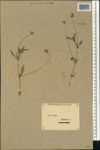 Фиалка полевая Murray, Сибирь, Западный (Казахстанский) Алтай (S2a) (Казахстан)