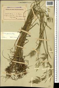 Костер японский Houtt., Кавказ, Азербайджан (K6) (Азербайджан)