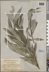 Ива белая, Ветла L., Восточная Европа, Нижневолжский район (E9) (Россия)