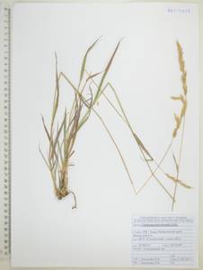 Вейник Короткого Litv., Сибирь, Дальний Восток (S6) (Россия)