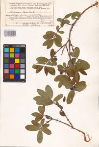 Жимолость голубая L., Восточная Европа, Северный район (E1) (Россия)