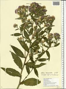 Symphyotrichum ×versicolor (Willd.) G. L. Nesom, Восточная Европа, Северо-Западный район (E2) (Россия)