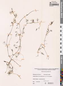 Лютик Гмелина DC., Сибирь, Чукотка и Камчатка (S7) (Россия)