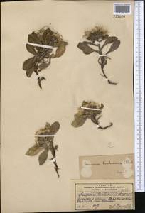 Saussurea elliptica C. B. Clarke ex Hook. fil., Средняя Азия и Казахстан, Памир и Памиро-Алай (M2) (Киргизия)