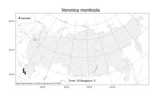 Veronica monticola, Вероника высокогорная Trautv., Атлас флоры России (FLORUS) (Россия)