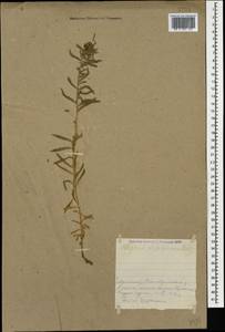 Telephium oligospermum Steud. ex Boiss., Кавказ, Армения (K5) (Армения)