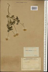 Пупавка белоснежнейшая Willd. ex Spreng., Кавказ, Азербайджан (K6) (Азербайджан)