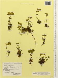 Chrysosplenium albowianum S. Kuthath., Кавказ, Абхазия (K4a) (Абхазия)