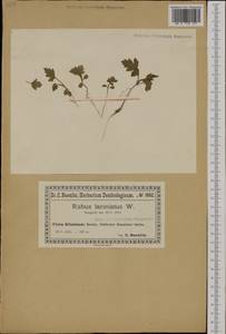 Rubus laciniatus Willd., Западная Европа (EUR) (Польша)