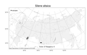 Silene altaica, Смолевка алтайская Pers., Атлас флоры России (FLORUS) (Россия)