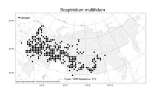 Sceptridium multifidum (S. G. Gmel.) M. Nishida ex Tagawa, Атлас флоры России (FLORUS) (Россия)