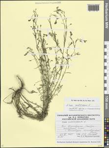 Лен австрийский L., Кавказ, Ставропольский край, Карачаево-Черкесия, Кабардино-Балкария (K1b) (Россия)