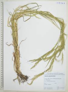 Полевица гигантская Roth, Сибирь, Дальний Восток (S6) (Россия)