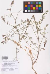 Medicago caerulea × falcata, Восточная Европа, Нижневолжский район (E9) (Россия)