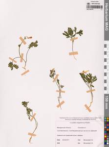 Хохлатка магаданская A.P.Khokhr., Сибирь, Чукотка и Камчатка (S7) (Россия)