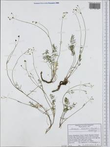 Carum meoides (Griseb.) Halácsy, Западная Европа (EUR) (Греция)