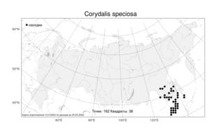 Corydalis speciosa, Хохлатка прекрасная Maxim., Атлас флоры России (FLORUS) (Россия)