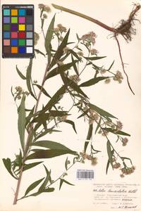 Symphyotrichum lanceolatum (Willd.) G. L. Nesom, Восточная Европа, Московская область и Москва (E4a) (Россия)