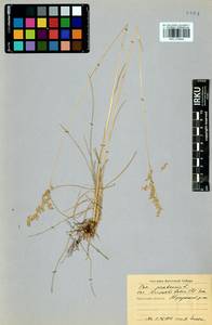 Мятлик узколистный L., Сибирь, Прибайкалье и Забайкалье (S4) (Россия)