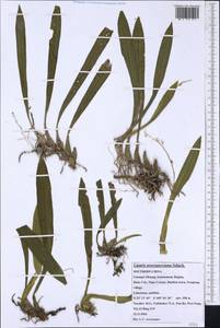 Liparis averyanoviana Szlach., Зарубежная Азия (ASIA) (КНР)