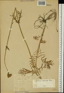 Valeriana pratensis subsp. angustifolia (Soó) Kirschner, Buttler & Hand, Восточная Европа, Южно-Украинский район (E12) (Украина)
