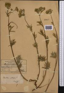 Лапчатка многонадрезанная, Лапчатка многонадрезная L., Средняя Азия и Казахстан, Памир и Памиро-Алай (M2) (Киргизия)