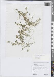 Болотник обыкновенный L., Сибирь, Прибайкалье и Забайкалье (S4) (Россия)