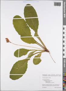 Первоцвет высокий (L.) L., Восточная Европа, Западный район (E3) (Россия)