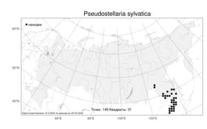 Pseudostellaria sylvatica, Ложнозвездчатка лесная (Maxim.) Pax, Атлас флоры России (FLORUS) (Россия)