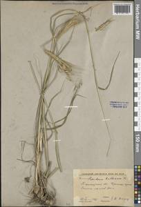 Ячмень луковичный L., Средняя Азия и Казахстан, Западный Тянь-Шань и Каратау (M3) (Узбекистан)