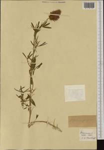 Trifolium purpureum Loisel., Западная Европа (EUR) (Франция)