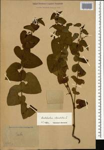 Кирказон обыкновенный L., Кавказ, Грузия (K4) (Грузия)