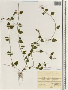 Torenia asiatica L., Зарубежная Азия (ASIA) (Вьетнам)