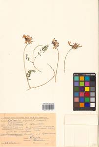 Астрагал альпийский L., Сибирь, Чукотка и Камчатка (S7) (Россия)