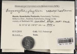 Bryoerythrophyllum recurvirostrum (Hedw.) P.C. Chen, Гербарий мохообразных, Мхи - Чукотка и Камчатка (B21) (Россия)