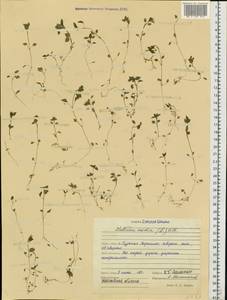 Звездчатка средняя, Мокрица (L.) Vill., Восточная Европа, Средневолжский район (E8) (Россия)