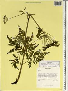 Ханзения Вебербауэра (Fedde ex H. Wolff) Pimenov & Kljuykov, Зарубежная Азия (ASIA) (КНР)