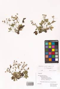 Лапчатка оттопырено-пушистая, Лапчатка поникшая Waldst. & Kit., Восточная Европа, Центральный лесостепной район (E6) (Россия)