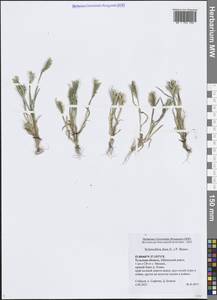 Жесткоколосница твердая (L.) P.Beauv., Восточная Европа, Центральный район (E4) (Россия)