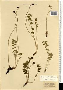 Кровохлебка лекарственная L., Монголия (MONG) (Монголия)