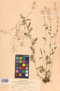 Сурепка обыкновенная W.T.Aiton, Восточная Европа, Центральный лесостепной район (E6) (Россия)