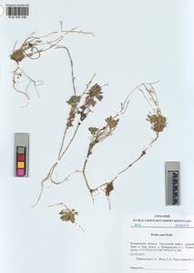 KUZ 005 336, Draba lanceolata Royle, Сибирь, Алтай и Саяны (S2) (Россия)