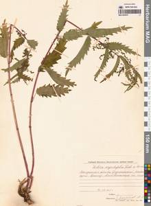 Urtica dioica var. holosericea Fr., Сибирь, Чукотка и Камчатка (S7) (Россия)