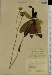 Trommsdorffia maculata (L.) Bernh., Сибирь, Прибайкалье и Забайкалье (S4) (Россия)