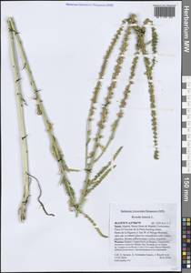 Резеда желтенькая L., Западная Европа (EUR) (Испания)