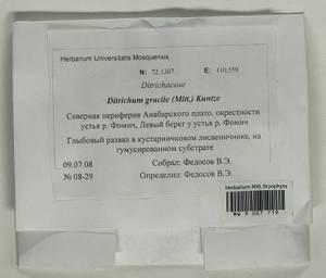 Flexitrichum gracile (Mitt.) Ignatov & Fedosov, Гербарий мохообразных, Мхи - Красноярский край, Тыва и Хакасия (B17) (Россия)