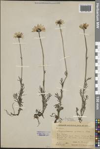 Tanacetum pulchellum Sch.Bip., Сибирь, Центральная Сибирь (S3) (Россия)