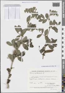 Горошек нарбонский L., Средняя Азия и Казахстан, Памир и Памиро-Алай (M2) (Узбекистан)