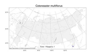 Cotoneaster multiflorus, Кизильник многоцветковый Bunge, Атлас флоры России (FLORUS) (Россия)