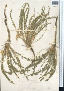 Астрагал Барроу (Aitch. & Baker) D. Podl., Средняя Азия и Казахстан, Каракумы (M6) (Туркмения)